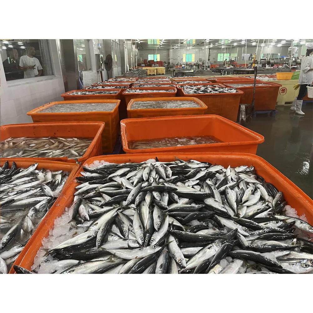 Frozen-mackerel-fish Mackerel Fish in China Frozen Horse Mackerel Supplier