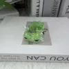 Poudre dorée salamandre-vert-édition