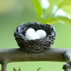 Un nido di uccelli