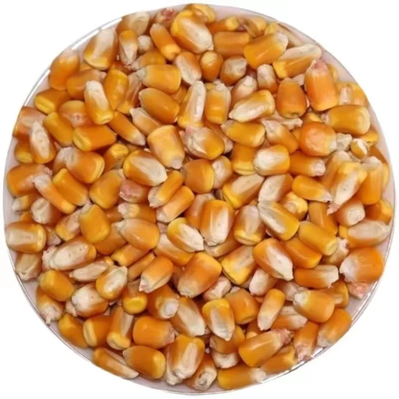 High Quality For Sale,Yellow Corn Animal Feed Yellow Corn Price Per Ton