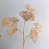 Una hoja de ginkgo