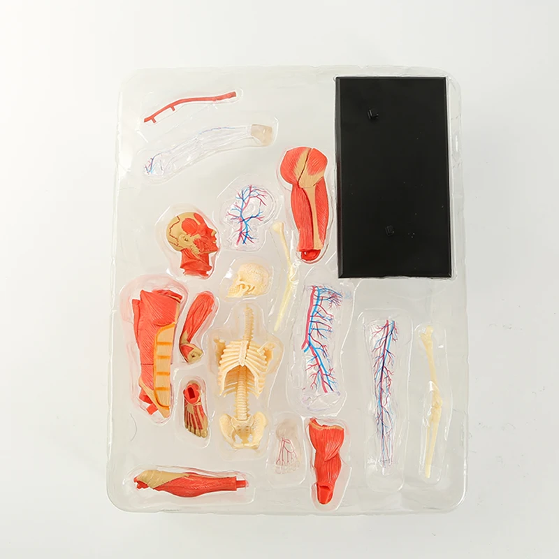 4D Master Puzzle Human Muscle Model 46parts Assembled Human Anatomy Model Toy