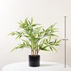 Bamboo bonsai 60CM
