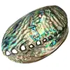 4-4.5 inches large natural abalone shell bowl