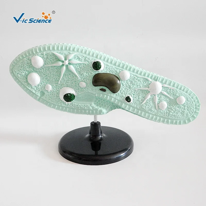 Paramecium Model Paramecium Education Model Paramecium Teaching Model Buy Paramecium Model Paramecium Education Model Paramecium Teaching Model Product On Alibaba Com