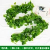99-leaf begonia leaves, 5 pieces