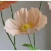 Couleur champagne clair, centre de fleur clair sans tige