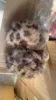 leopardo