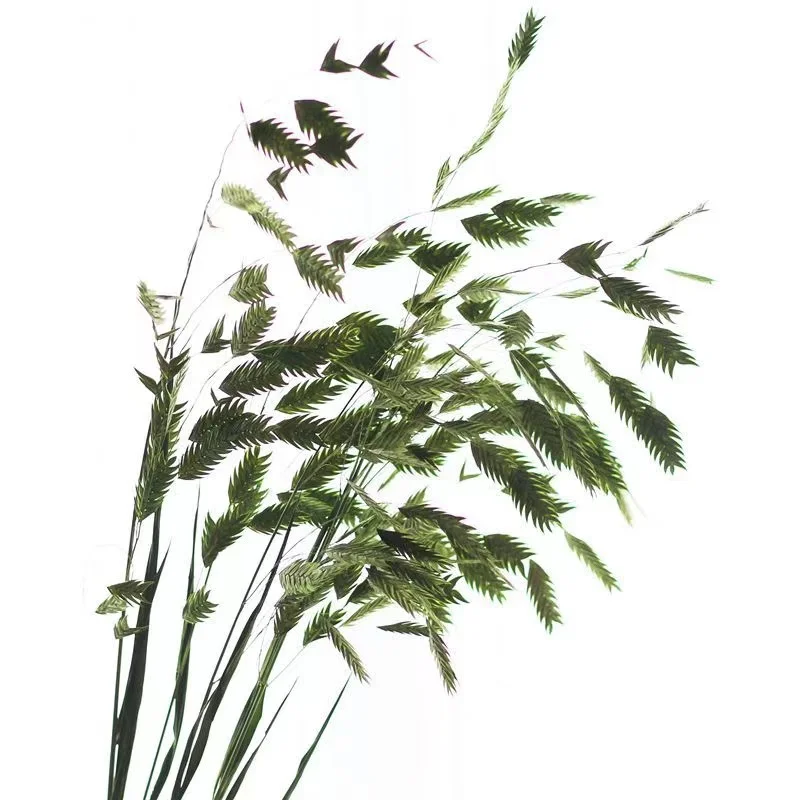 riesen-palmlilie winterhart Riesen-Palmlilie (Yucca elephantipes) kaufen