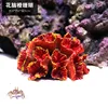 Cerebro de flor, coral naranja.