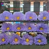 Lavanda