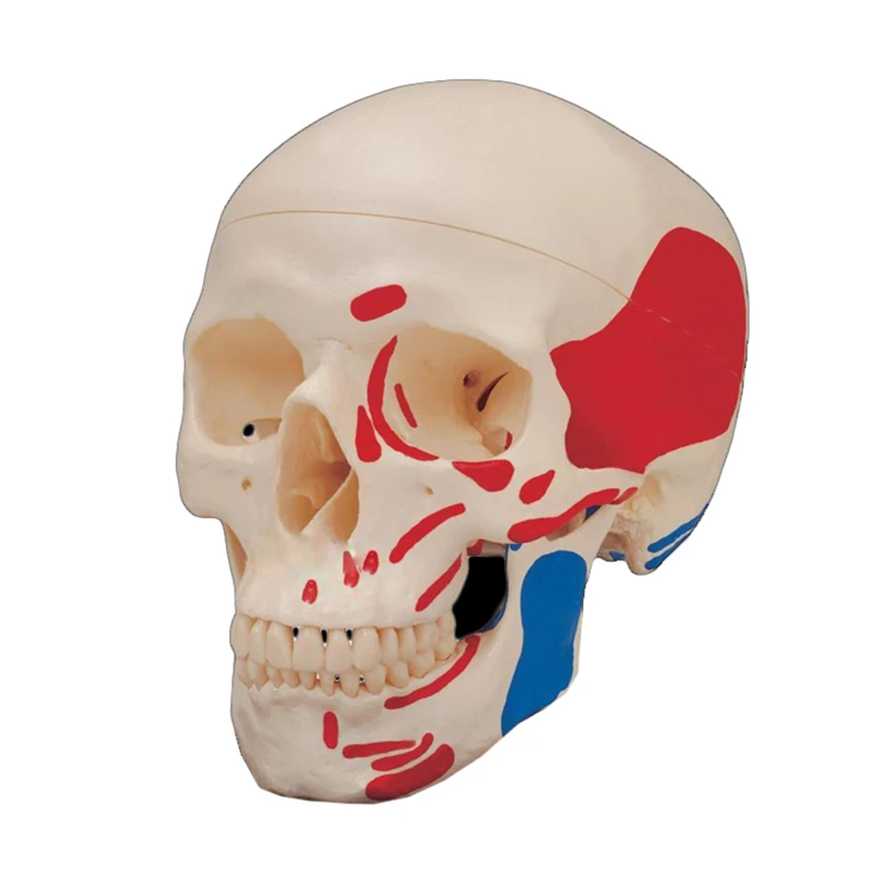 Studying PVC 21cm 1kg Human Skull Anatomy Model