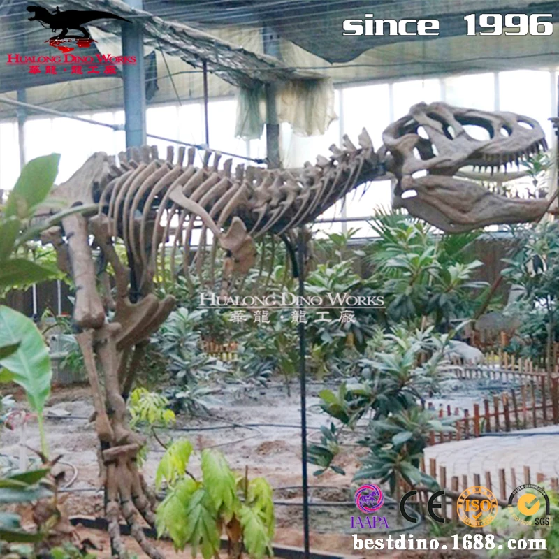 Halloween Dragon Skeleton Life Size T Rex Dinosaur Fossil Skeleton Buy Dinosaur Fossil Skeleton T Rex Dinosaur Life Size Dinosaur Product On Alibaba Com