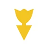 Tulipán