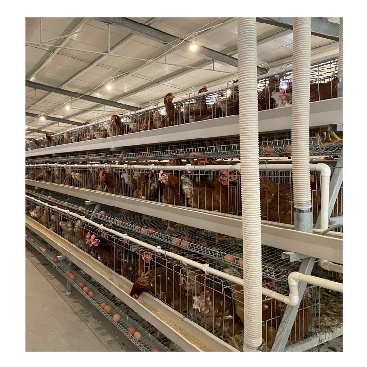 Fully Automatic Chicken Farm Building Cheap Chicken Coops Commercial Chicken House