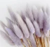Lavanda