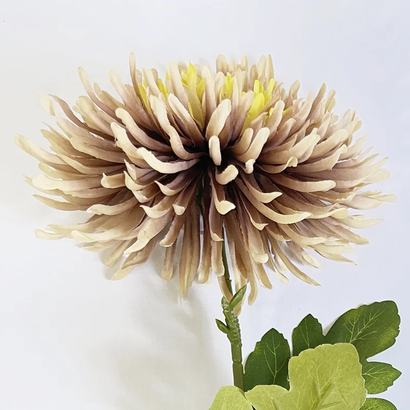 Stelo di fiori di crisantemo con foglie Immagini senza sfondo e Foto Stock ritagliate
