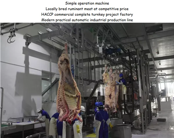 Ritual cattle slaughtering equipment at meat processing line in cattle slaughterhouse