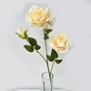 Colore champagne chiaro