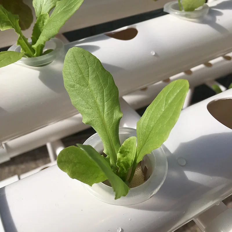 Full Automated Greenhouse Structure with Hydroponic System Irrigation for Greenhouse
