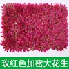 Cacahuète cryptée rose-rouge