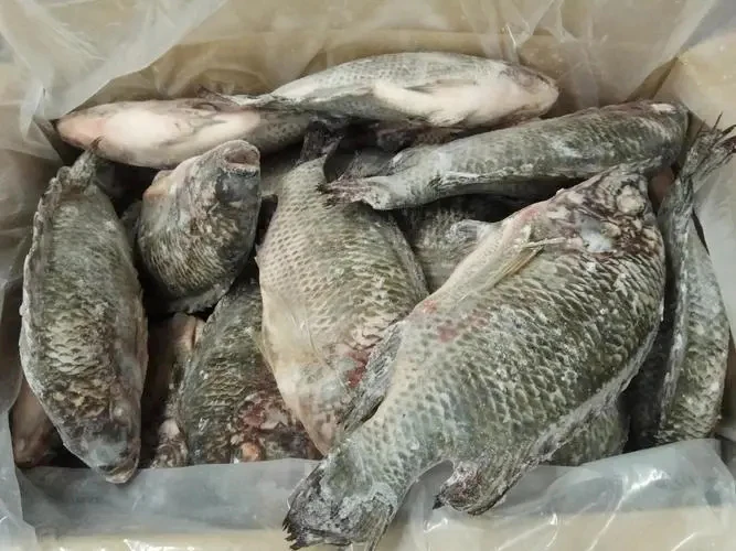 Wholesale Gutted Scaled Black Fish Fillet Frozen Tilapia Whole Round ...