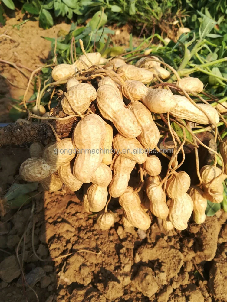 High Efficiency Groundnut Harvesting Picking Machine Peanut Picker Automatic Grounfnut Picking Machine