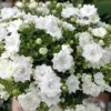 Fleur blanche danoise à double pétales