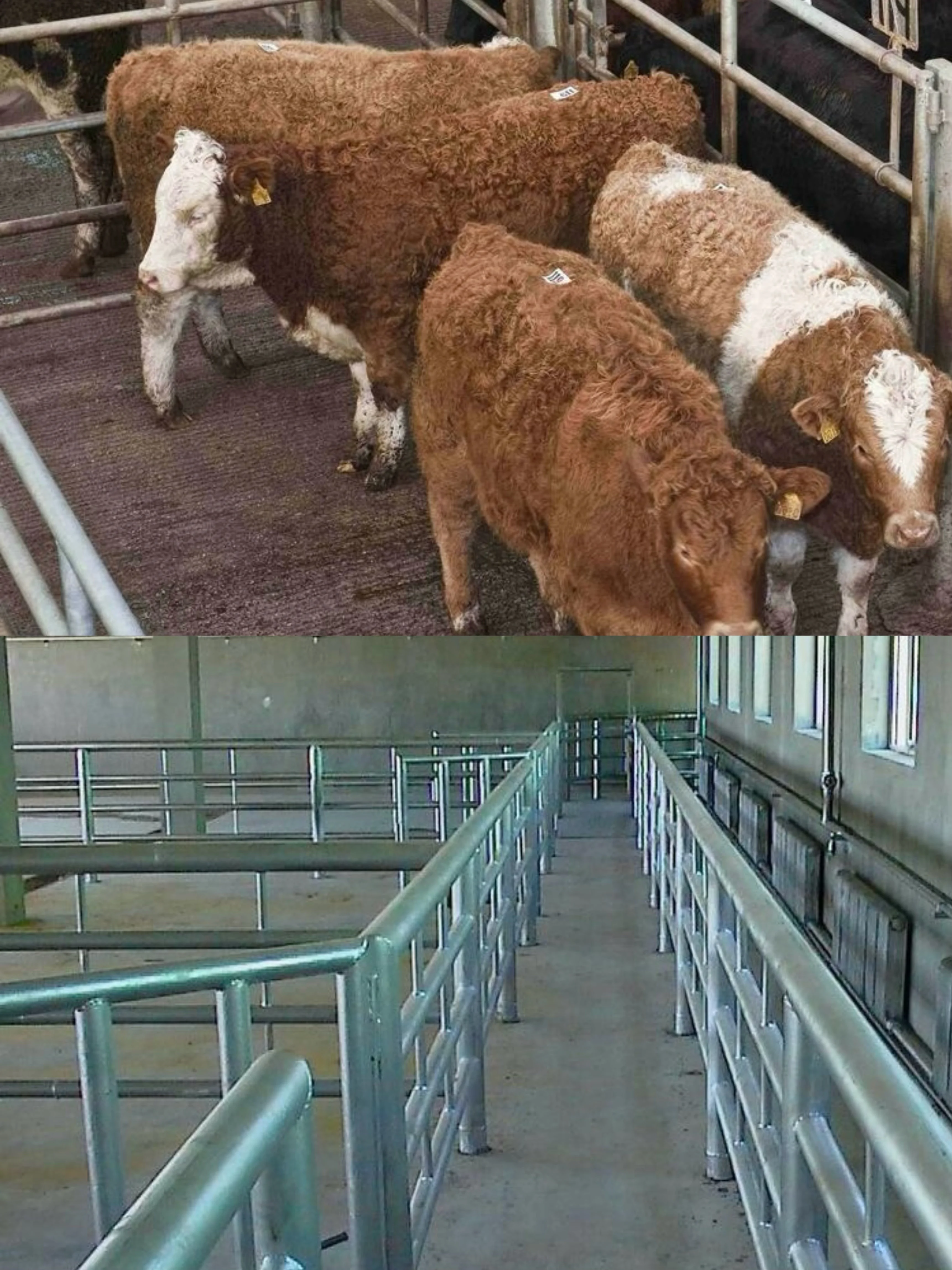 Complete cattle slaughtering line equipment for modern cattle slaughterhouse
