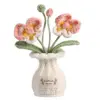 Phalaenopsis orchid doll