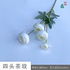 Rosa de Té de Cuatro Cabezas XHX Blanca