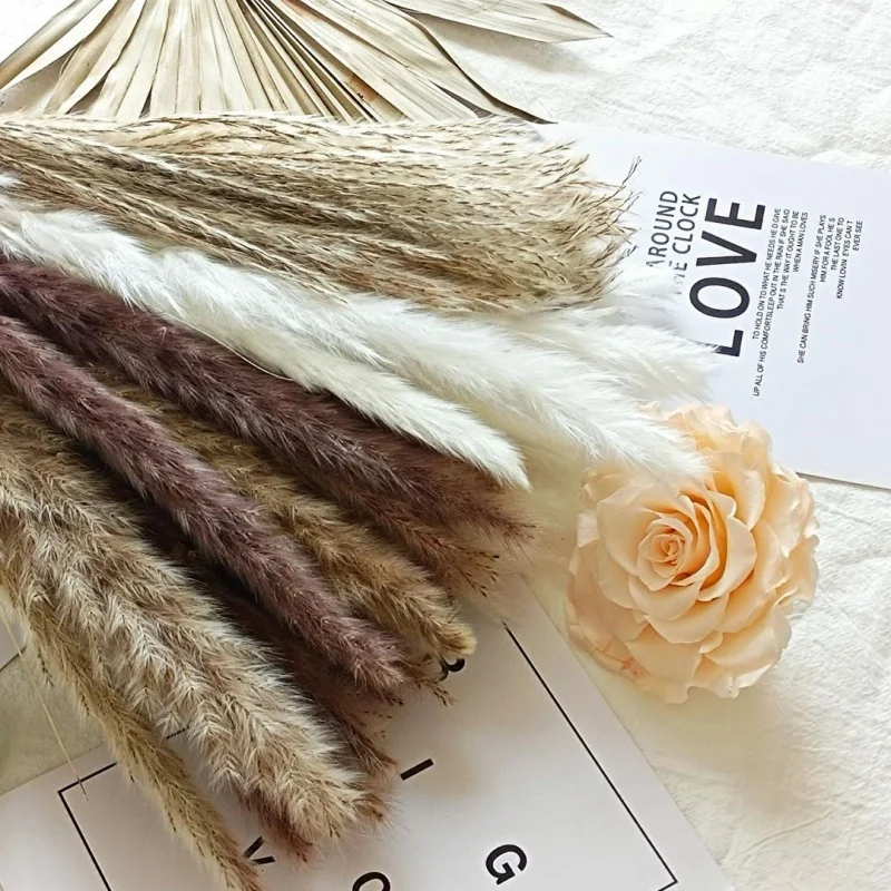 Wholesale Dried Flower Dried Small Pampas Grass Phragmites Horsetail