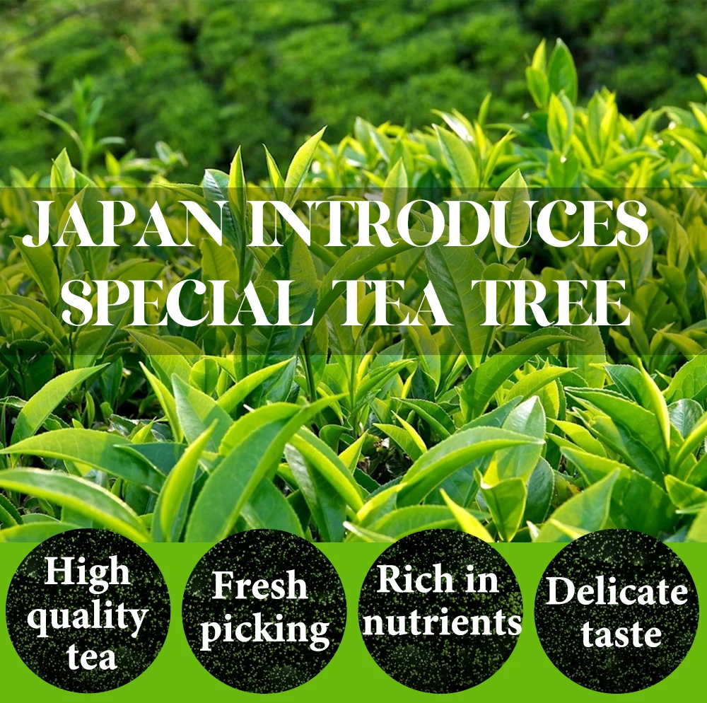 Chinaherbs Quality Pure Matcha Powder Organic Matcha Green Tea