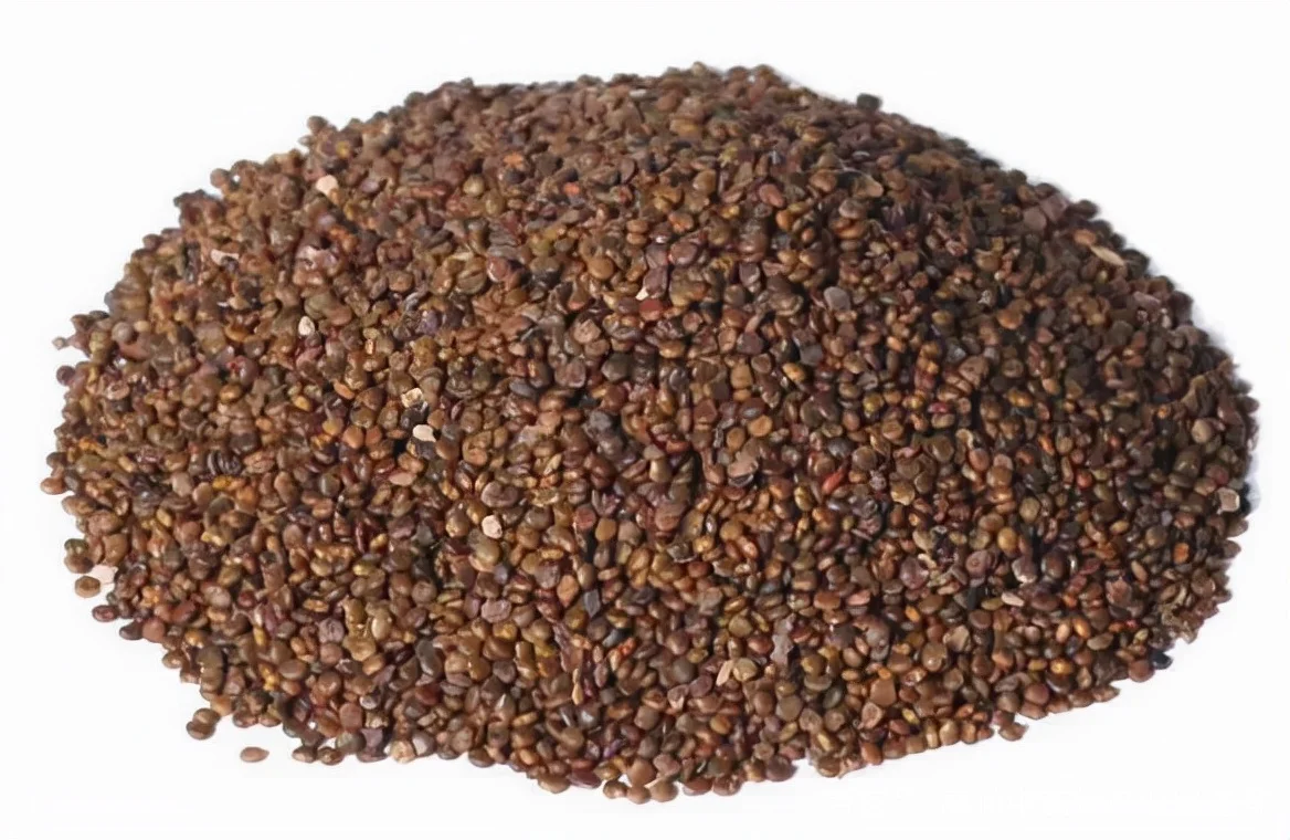 Supplement Astragalus Complanatus Fruit Seeds Extrat Powder Capsules