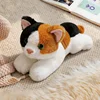 gato calico