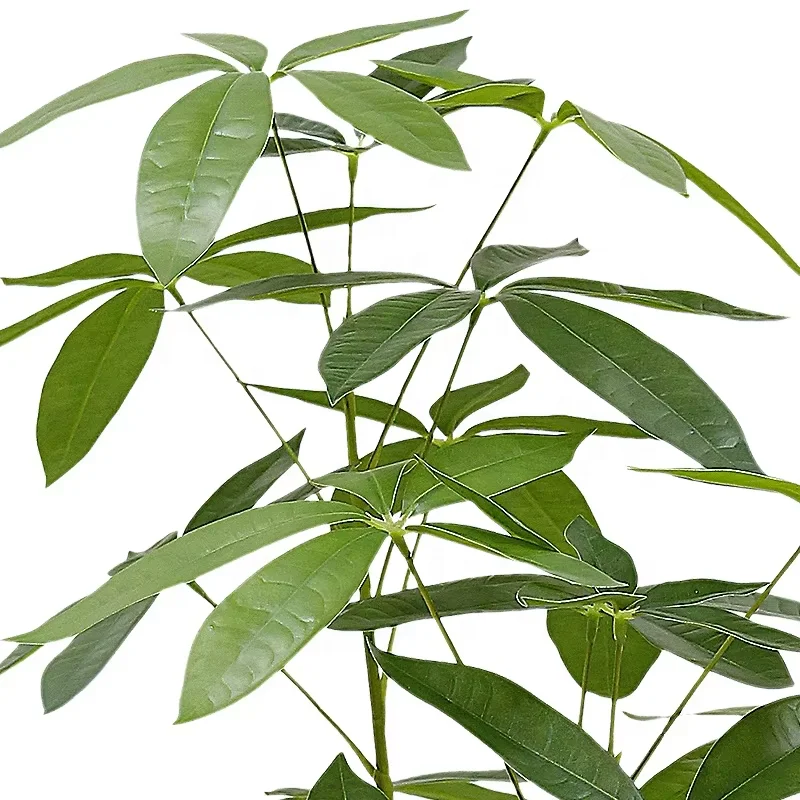 Factory Price Ocean Harvest High Simulation Artificial Money Plant Rich Tree Artifical Bonsai Tree