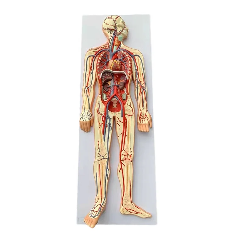 人体血液循环系统模型循环演示解剖学教学医学3D模拟器| Alibaba.com