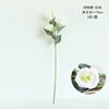 Platycodon grandiflorus - white
