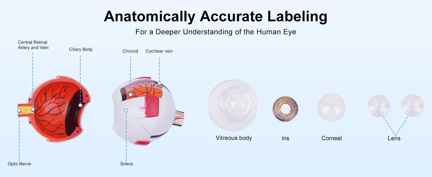Anatomical Eye Model TB-01 for Ophthalmic Training and Demonstration Innovue Opto Brand Abs Material 1 Year Warranty