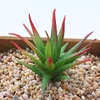 Aloe vera africano verde y rojo