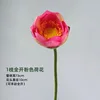 Lotus - Un loto rojo rosado en plena floración