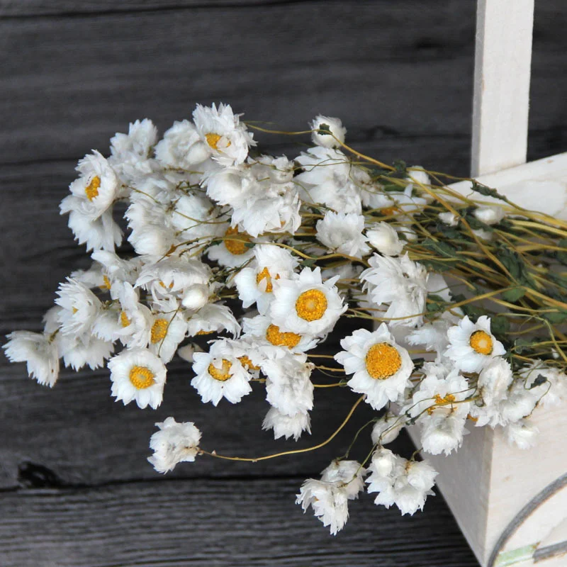 Dried ammobium bunch, mini daisies, dried flowers, white daisies