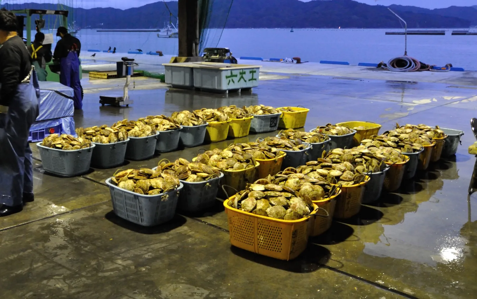 Fresh Scallop Meat Shell Live Bulk Seafood Products Wholesale Buy