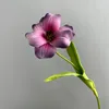 Pu tulipán abierto 3