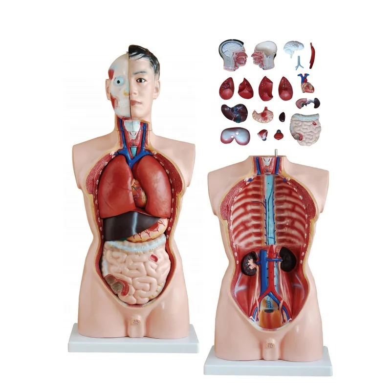 ANATOMY　MALE 　人体模型 Anatomy Tools AnatomyTools