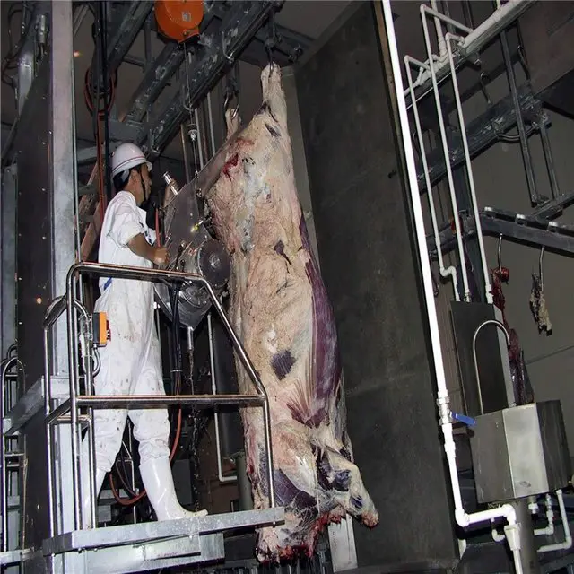 Pig carcass cutting saw in pig slaughterhouse