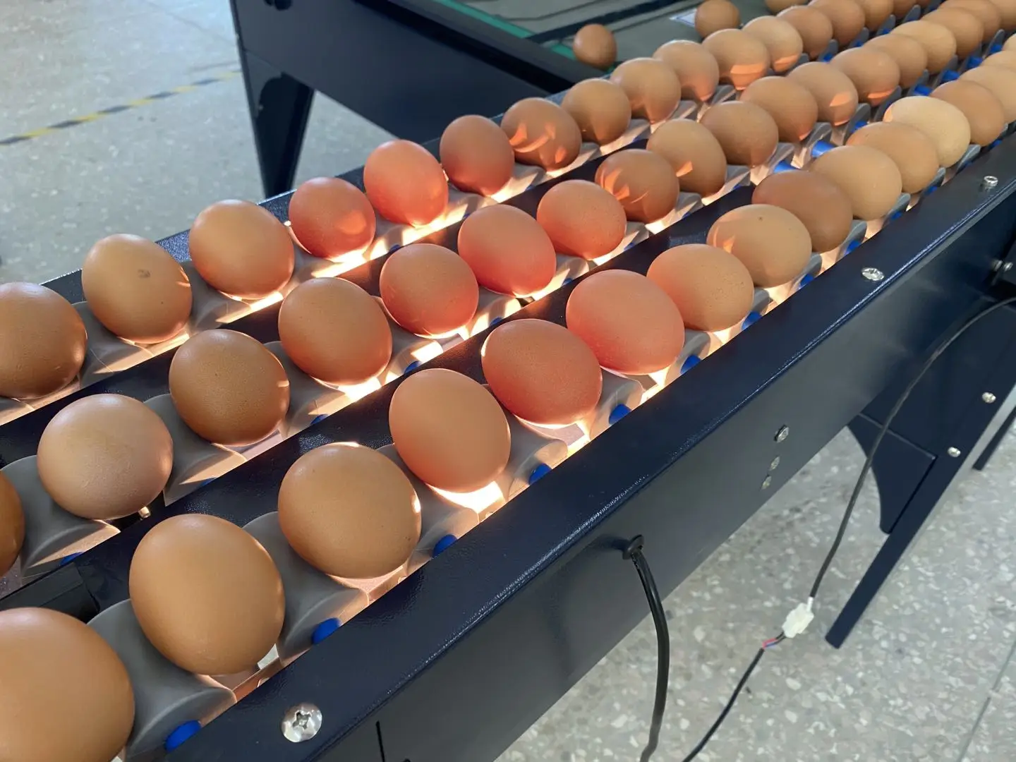 201A Egg washer