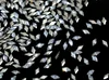 White rhomboid--1.5*3mm