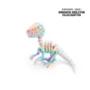 Scheletro di Dinosauro Velociraptor