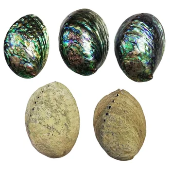 Large Stock 12-15 cm Polished Natural New Zealand Abalone shell Raw Abalone Paua Shells KA Glass